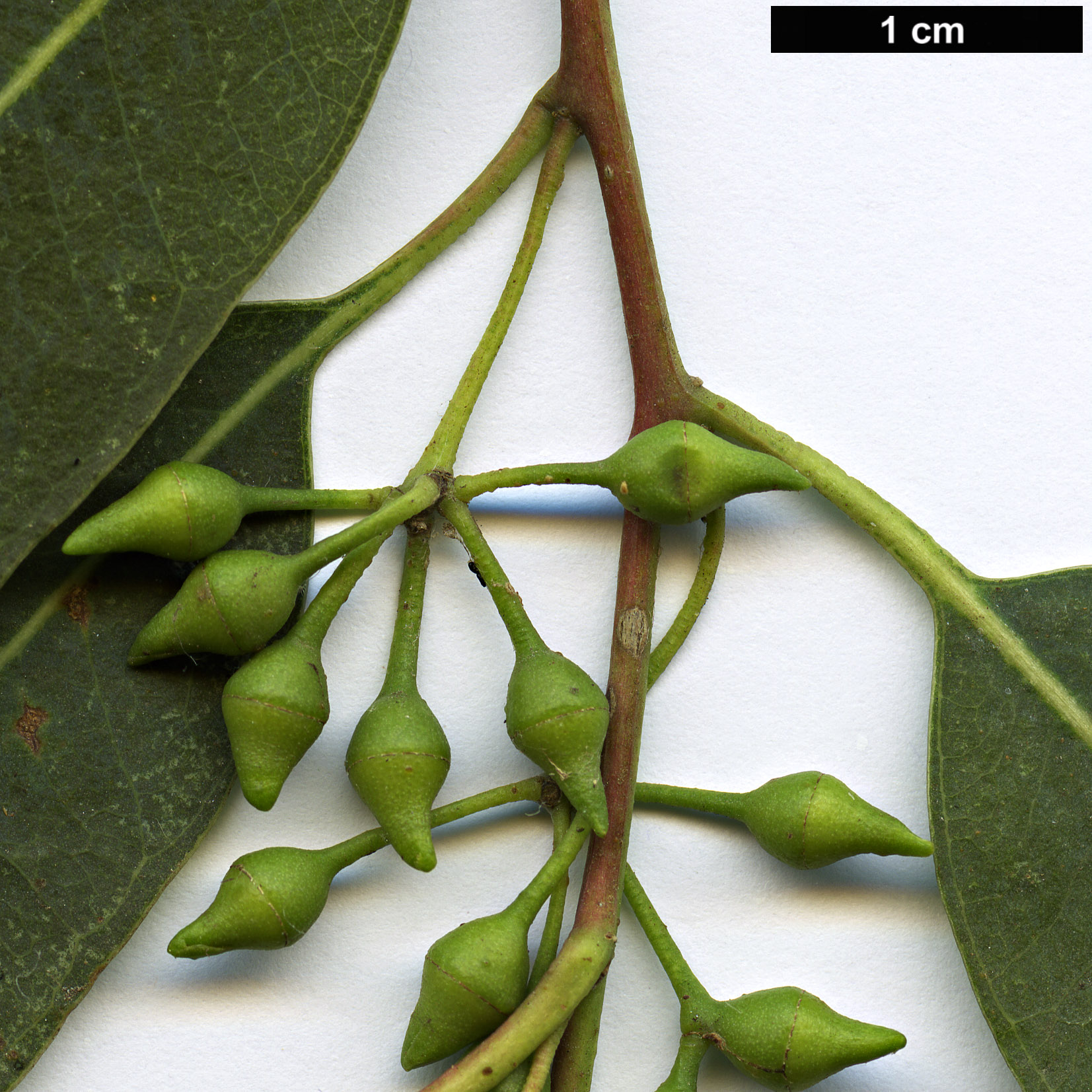 High resolution image: Family: Myrtaceae - Genus: Eucalyptus - Taxon: camaldulensis High resolution image: Family: Myrtaceae - Genus: Eucalyptus - Taxon: camaldulensis